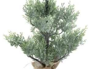 Cedar wild christmas tree Carly 