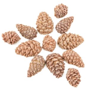 Amberblok - dennenappels ( 10 stuks assorti)