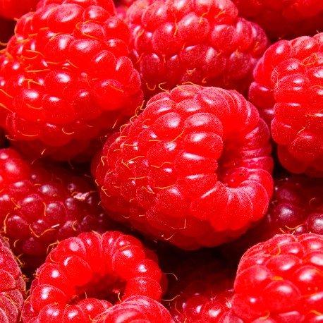 Yodeyma - Ambrax (new 2025) - Afbeelding 2